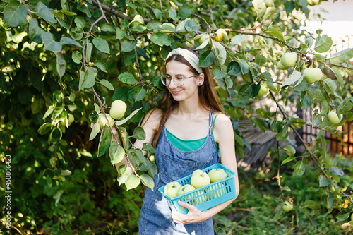 young woman collects apples in a basket photo