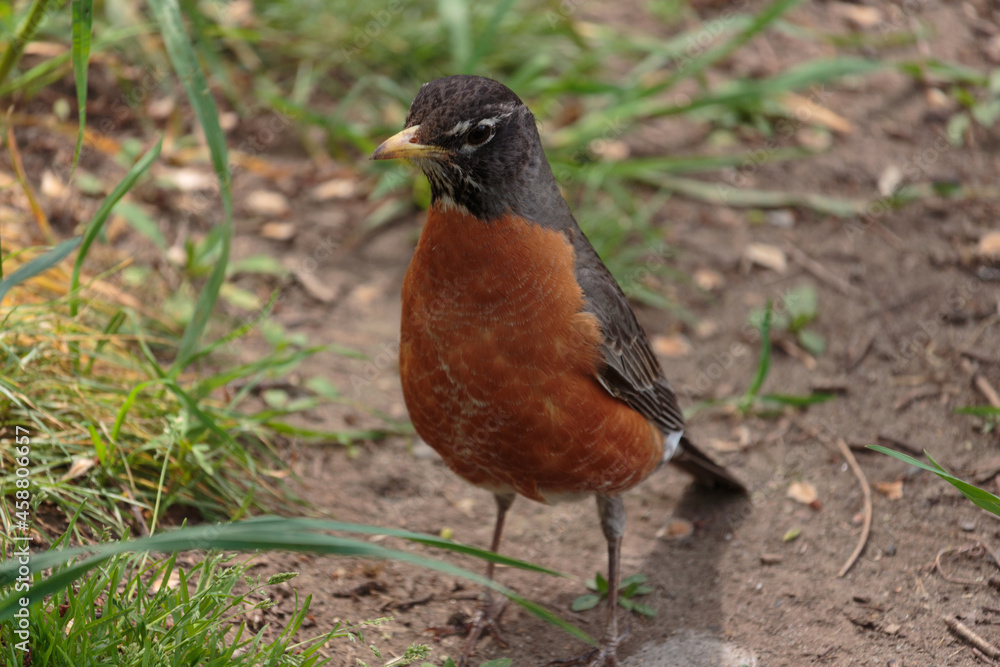 close up shot of an american robin standing on the ground looking at the camera, showing his red breast and yellow beak clearly close up shot of an american robin standing on the ground looking at the camera, showing his red breast and yellow beak clearly
