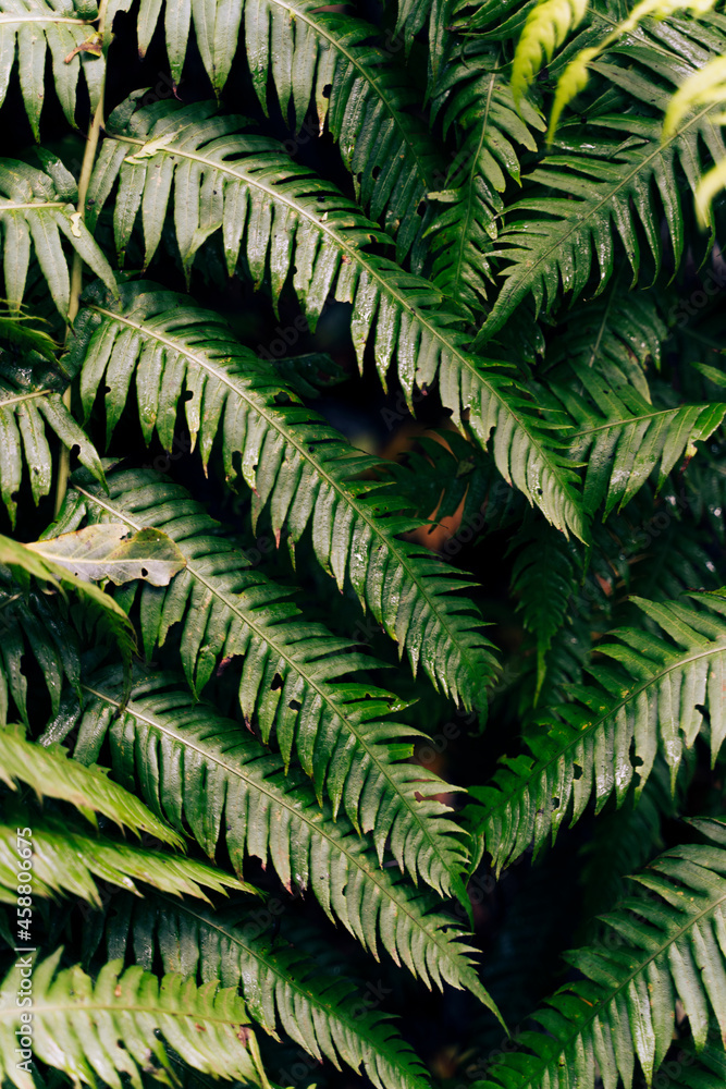 Fern leaves on dark background in jungle.