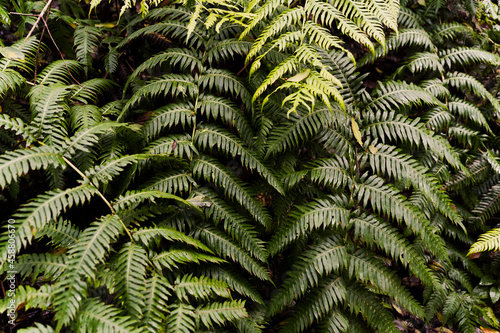 Wallpaper Mural Fern leaves on dark background in jungle. Torontodigital.ca