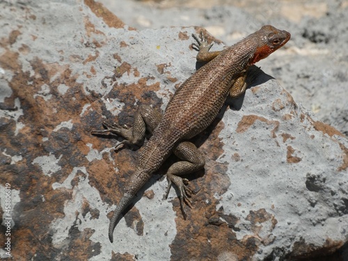 Lava lizard resting on lava rock, Baltra Island, Galapagos, Ecuador photo