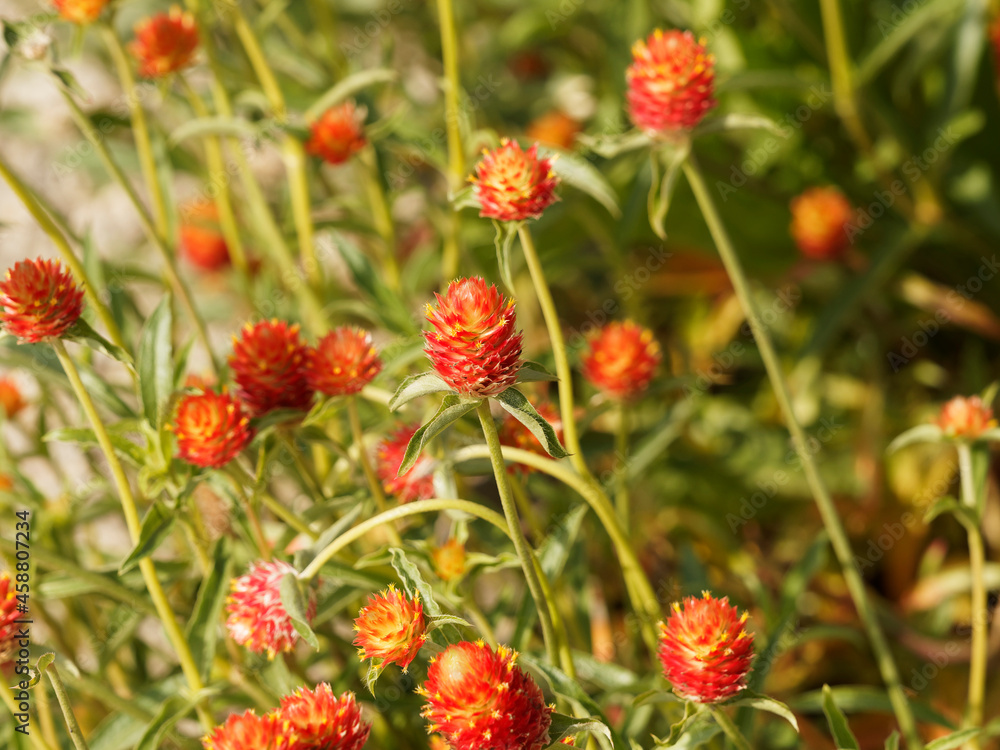 Gomphrena globosa | Amarantines globuleuses 'Aurea superba' à floraison en forme de trèfles jaune orangé à rouge sur hautes tiges peu ramifiées Gomphrena globosa | Amarantines globuleuses 'Aurea superba' à floraison en forme de trèfles jaune orangé à rouge sur hautes tiges peu ramifiées