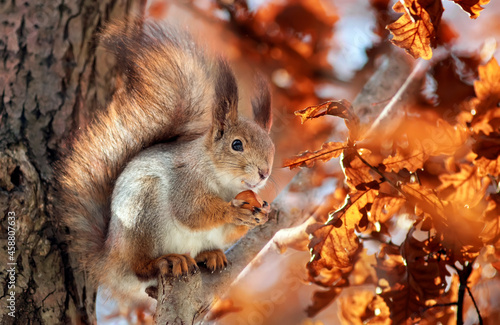 cute animal squirrel with a fluffy tail sits in an autumn park and nibbles a nut