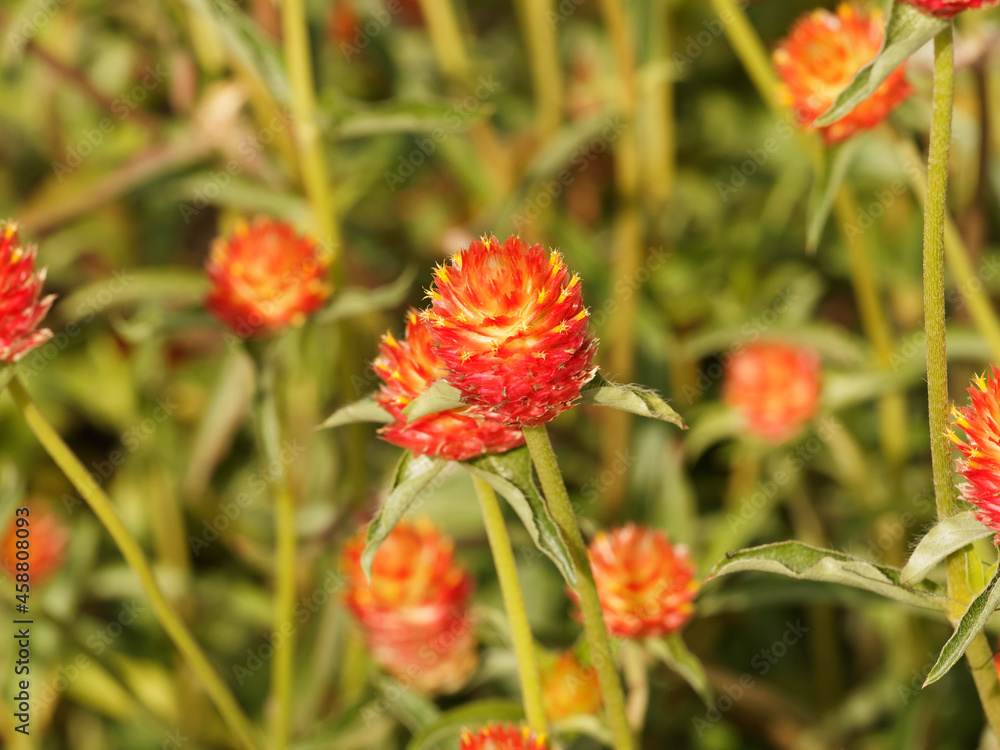 Amarantines globuleuses ou Gomphrena globosa 'Aurea superba' à pétales drus et texturés, colorés jaune orangé sur de hautes tiges Amarantines globuleuses ou Gomphrena globosa 'Aurea superba' à pétales drus et texturés, colorés jaune orangé sur de hautes tiges