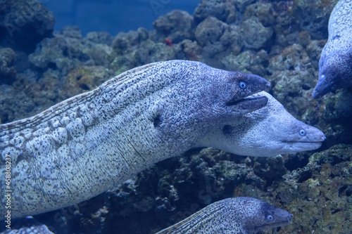 Mureana in Pula aquarium