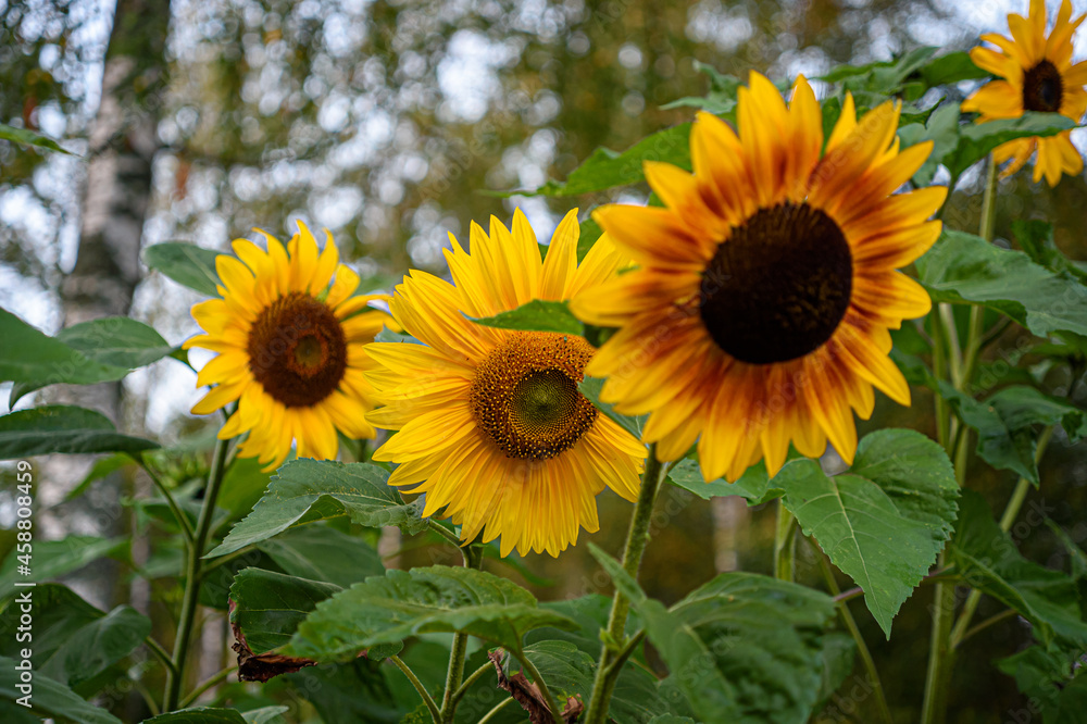 Fototapeta premium Flowers in the garden