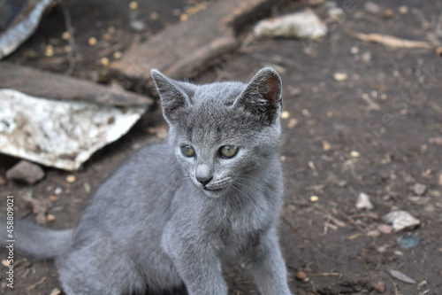 Gato gris serio y de lado