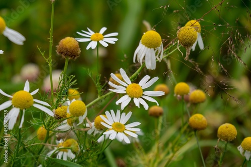 Kamillenblüten am Wegesrand, Matricaria chamomilla
