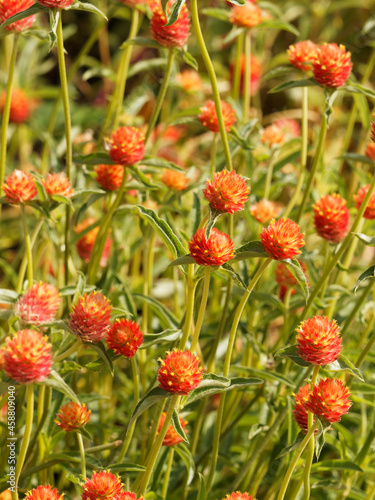 Gomphrena globosa | Amarantines globuleuses 'Aurea superba' à floraison en forme de trèfles jaune orangé à rouge sur hautes tiges peu ramifiées