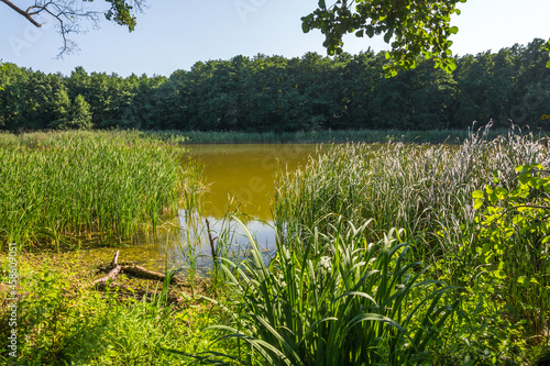 Reserved lake among alder trees on a sunny summer day near the village of Vyoshenskaya, Russia