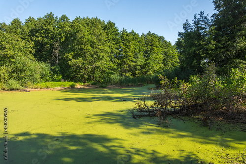 QuiForest swamp covered with bright green duckweed among tall trees on a sunny day. Environs of the village of Vyoshenskaya, Russia