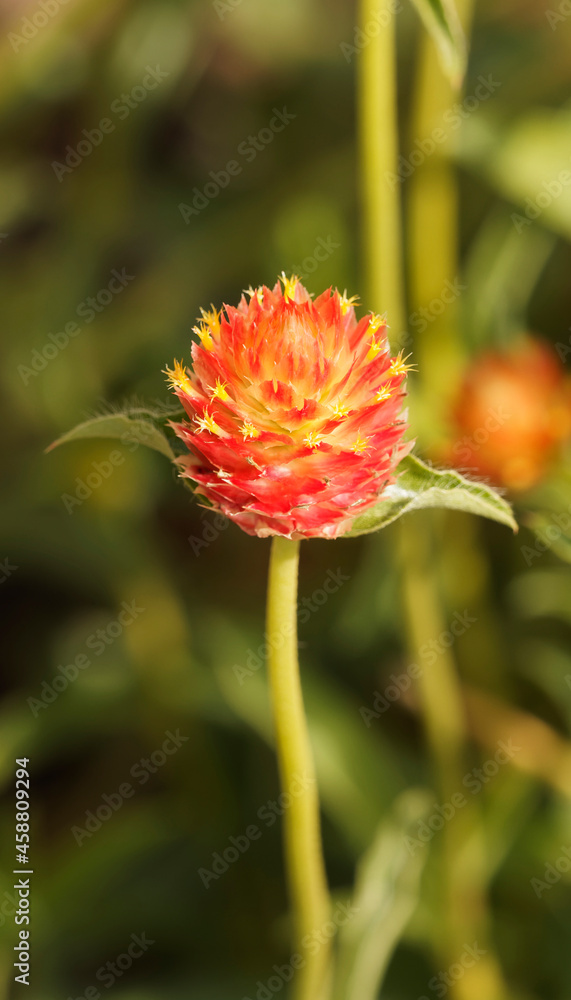 Amaranthine ou gomphréna globuleuse de forme ovoïde, texturée jaune, rouge orangé entouré du petites feuilles pointues sur tige peu ramifiée Amaranthine ou gomphréna globuleuse de forme ovoïde, texturée jaune, rouge orangé entouré du petites feuilles pointues sur tige peu ramifiée