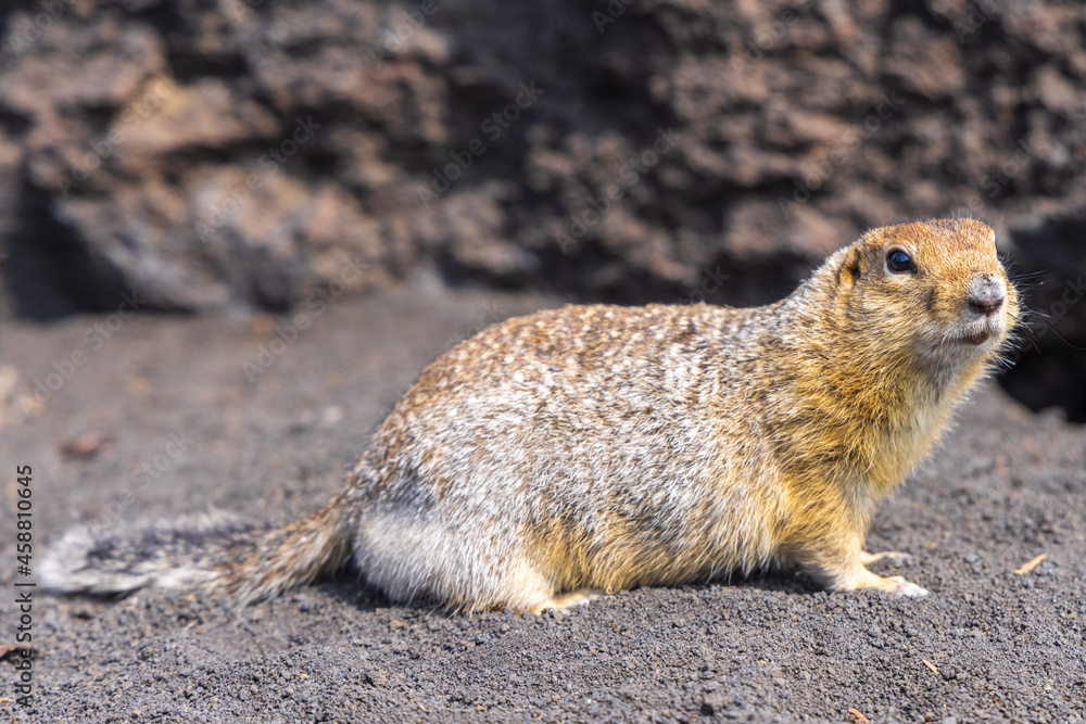 Naklejka premium Kamchatka ground squirrel (Evrazhka) American ground squirrel. A beggar and carrier of plague and rabies - an affectionate killer, a cute animal. Urocitellus parryii.