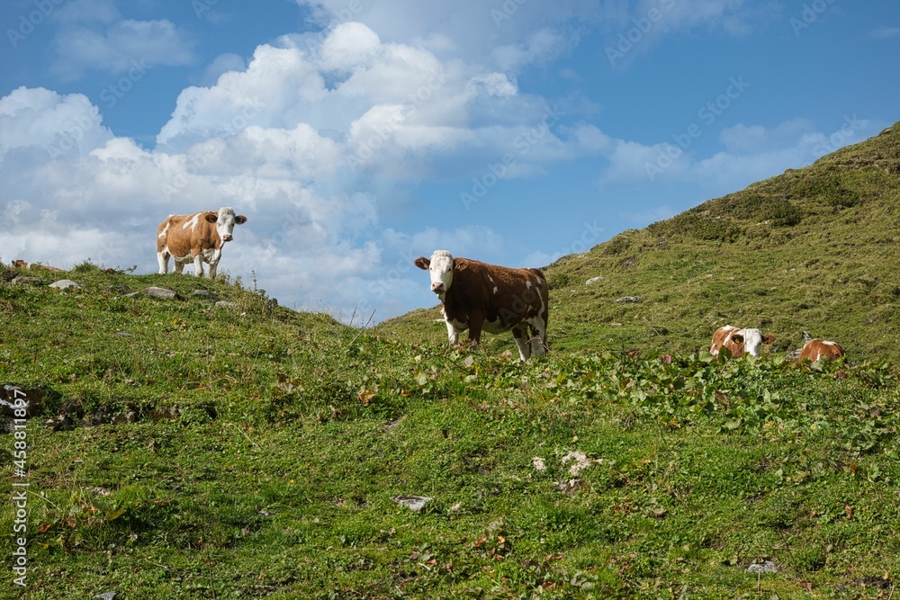 jungstiere auf der alm unter blau wolken himmel am großglockner, pinzgau jungstiere auf der alm unter blau wolken himmel am großglockner, pinzgau