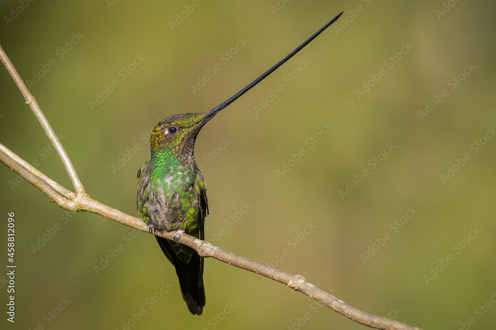 Fototapeta premium Sword-billed hummingbird perched on branch
