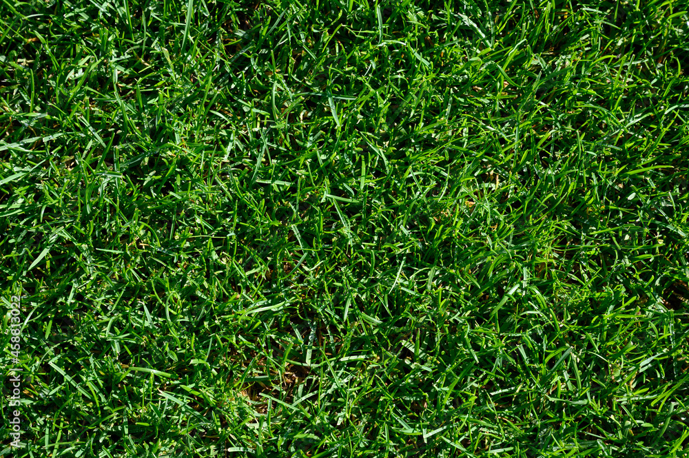 Beautiful wet natural grass on the sport pitch Beautiful wet natural grass on the sport pitch