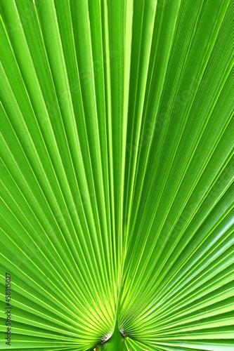 Close up view of a large leaf back lit by sunlight