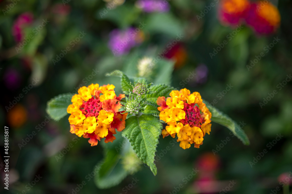 tree verbena, Lantana camara. macro close-up. tree verbena, Lantana camara. macro close-up.