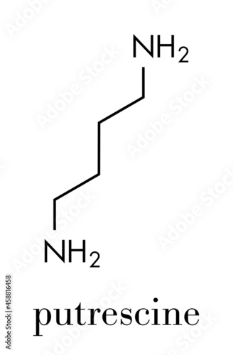 Putrescine foul smelling molecule. Skeletal formula.