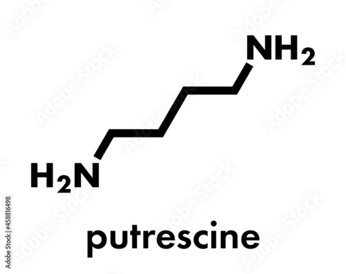 Putrescine foul smelling molecule. Skeletal formula.