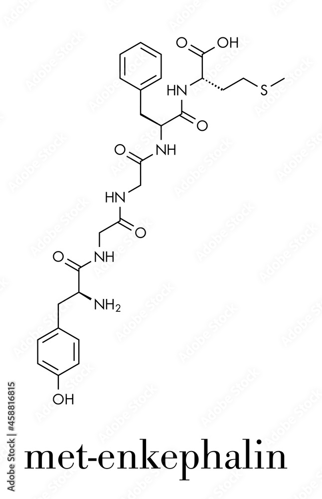 Met-enkephalin endogenous opioid peptide molecule. Skeletal formula.