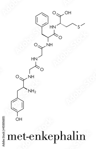 Met-enkephalin endogenous opioid peptide molecule. Skeletal formula. photo