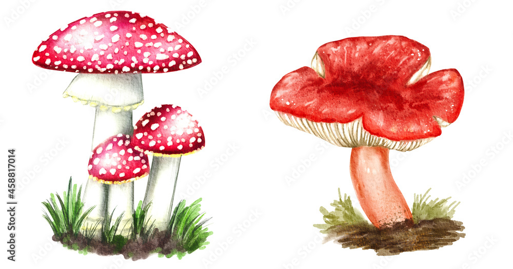 Amanita muscaria, fly agaric or fly amanita. Hand drawn watercolor ...