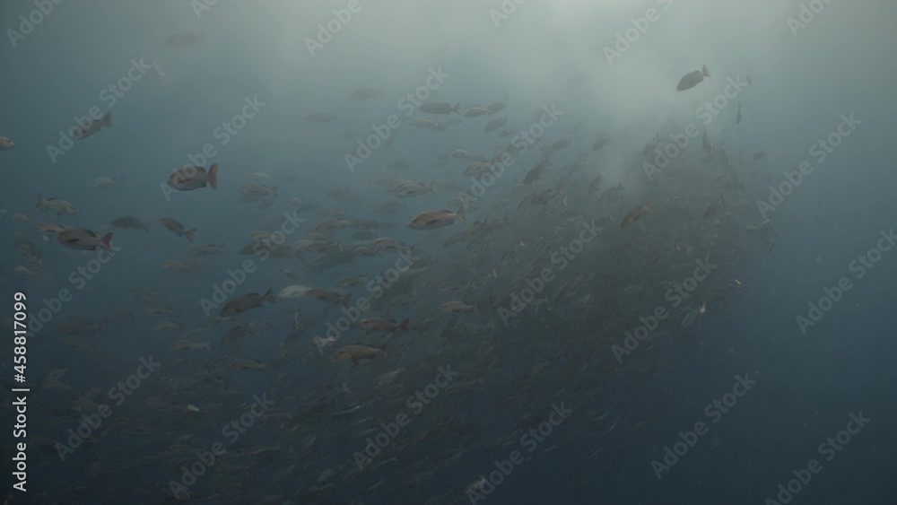 Two large Bull sharks swim through spawning aggregation of twin spot snapper before swimming towards camera Two large Bull sharks swim through spawning aggregation of twin spot snapper before swimming towards camera