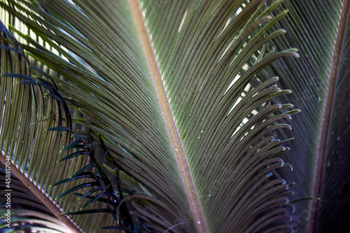 palm tree leaves, close-up artistic natural background.