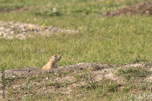 Prairie Dog In Badlands National Park