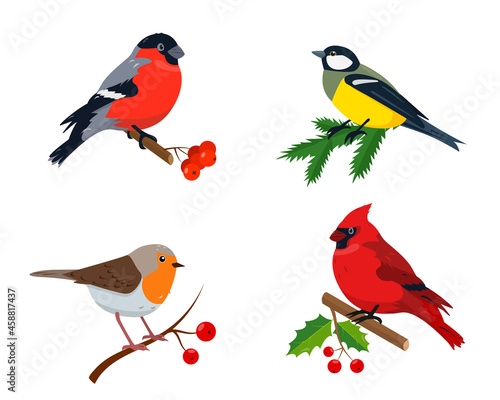 Set of winter birds for Christmas and New Year's design.