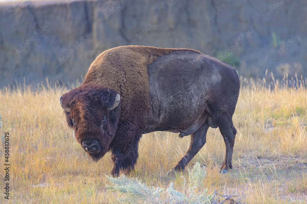 Fierce Buffalo Bison In Badlands National Park Fierce Buffalo Bison In Badlands National Park
