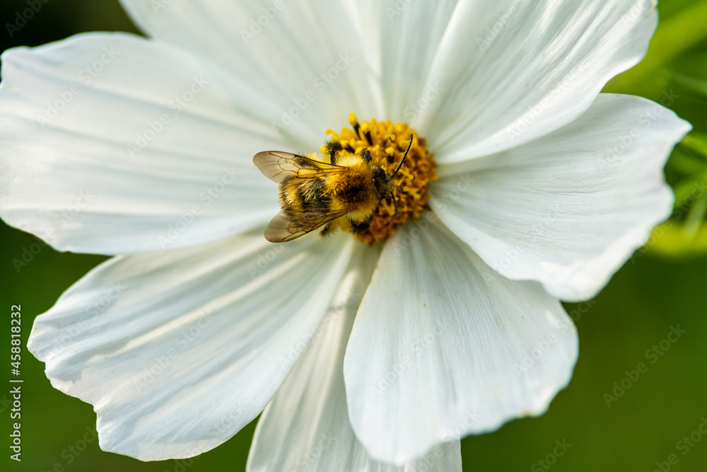 White flower with a bee in the centre White flower with a bee in the centre