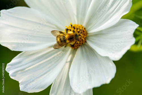 White flower with a bee in the centre