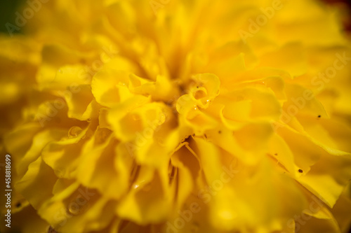 Marigold signet flower macro photo. yellow flower. © Hatice