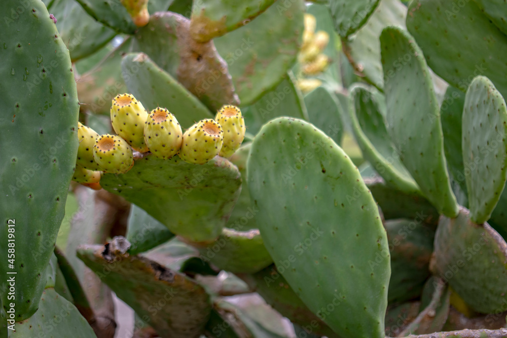 cactus plant fruit, cactus fig, very prickly and good-tasting cactus fruit. Macro photo close-up. cactus plant fruit, cactus fig, very prickly and good-tasting cactus fruit. Macro photo close-up.