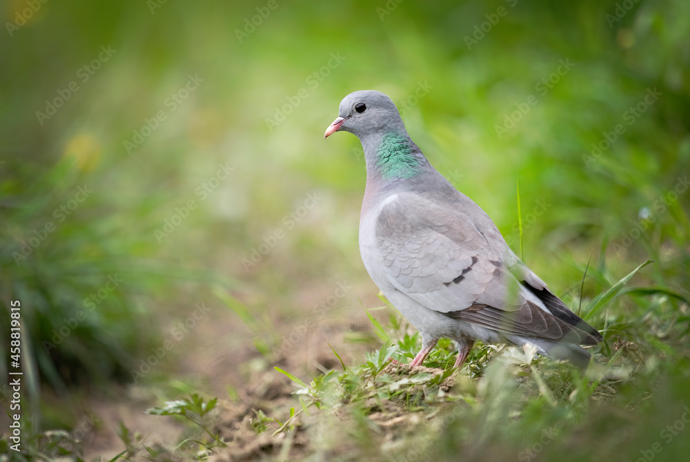 European Stock dove ( Columba oenas ) European Stock dove ( Columba oenas )
