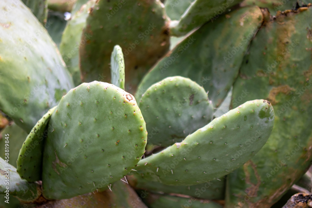 cactus in the garden cactus in the garden