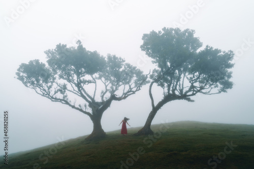 Mysterious Fanal Forest is one of the main attractions on Madeira island mainly for photographers for its misty and mysterious atmosphere. High quality photo