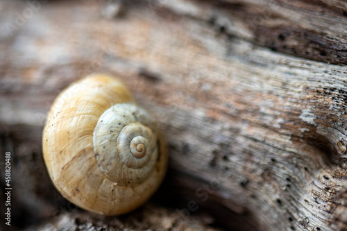 snail on a wooden background