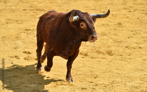 toro fuerte español con grandes cuernos en una plaza de toros