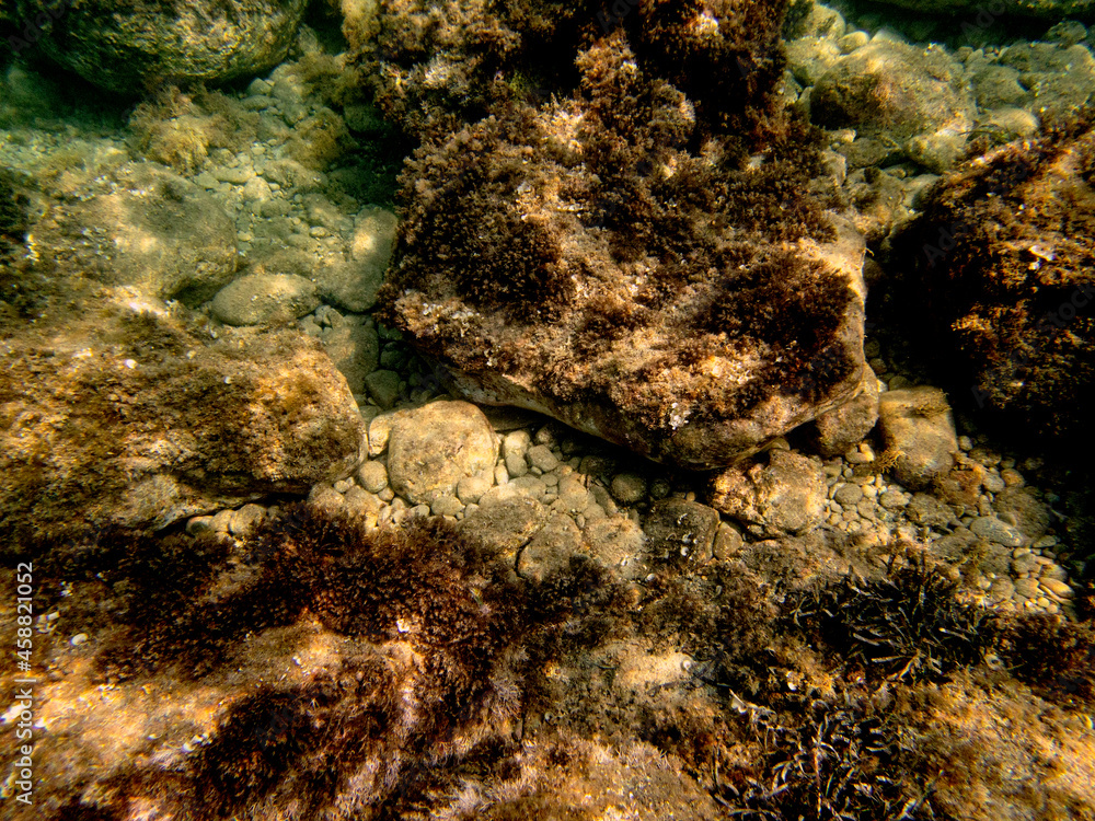 Alghe marine nel fondale di Giardini Naxos - 495