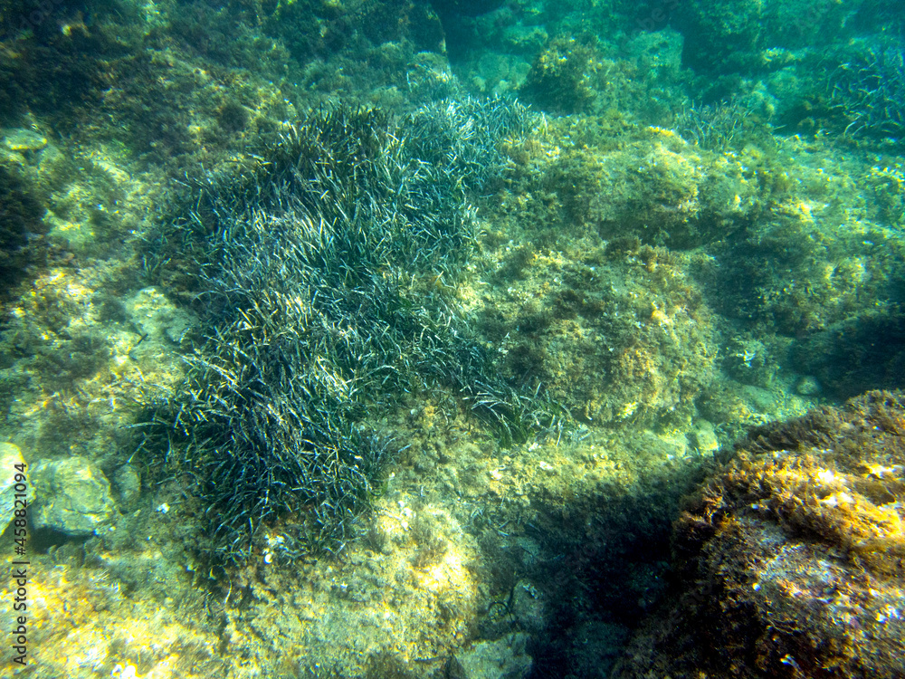 Obraz premium Fondale marino di Giardini Naxos - 507