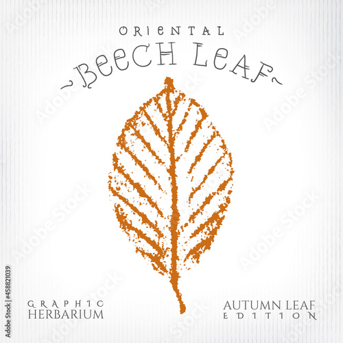 Oriental Beech Leaf Vintage Print Style Illustration with Authentic Logo Lettering from Autumn Leaf Edition of Graphic Herbarium - Black and Rusty on Grunge Background - Stamp Graphic Design