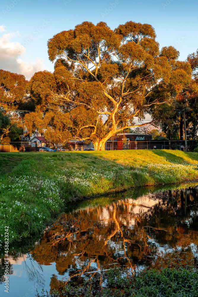 Fototapeta premium Giant gum tree in a city park in Melbourne, Victoria, Australia.