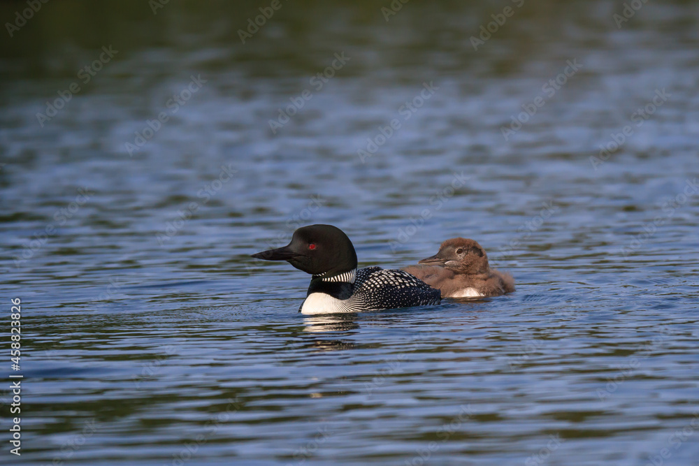 Common Loon with a baby on a northern lake Common Loon with a baby on a northern lake