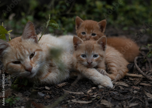 Familia de gatitos descansando en el patio junto a los arboles