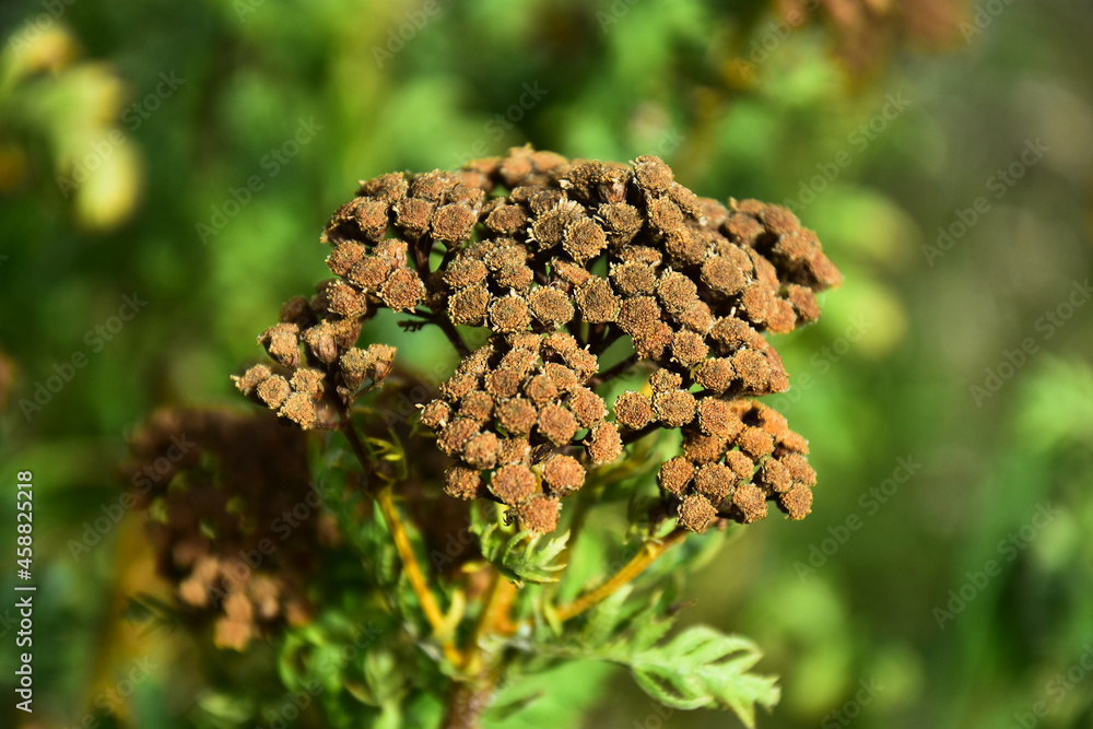 A close up image of old brown yarrow flowers in late autumn. A close up image of old brown yarrow flowers in late autumn.