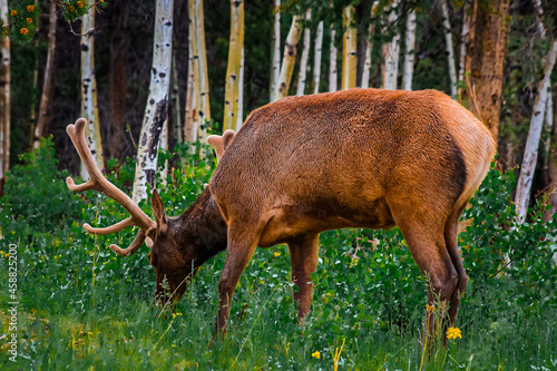 Moose Number 2.