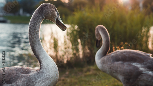 detail of autumn swans by the river